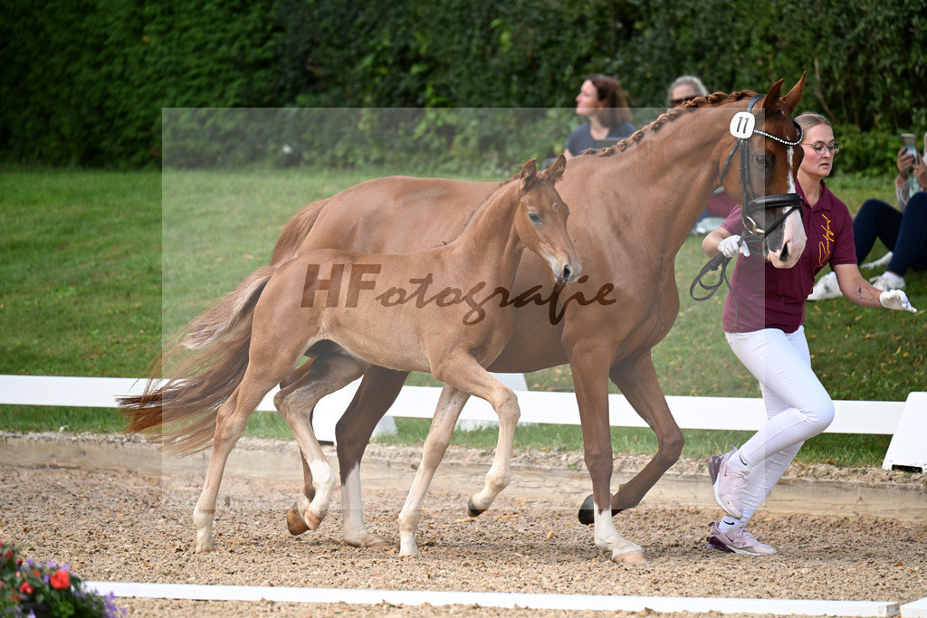 Kat-Nr. 11 Va Bene x Sezuans Donnerhall_HF_Boehm_29250375 | hf-fotografie - Realizzato con Pictrs.com