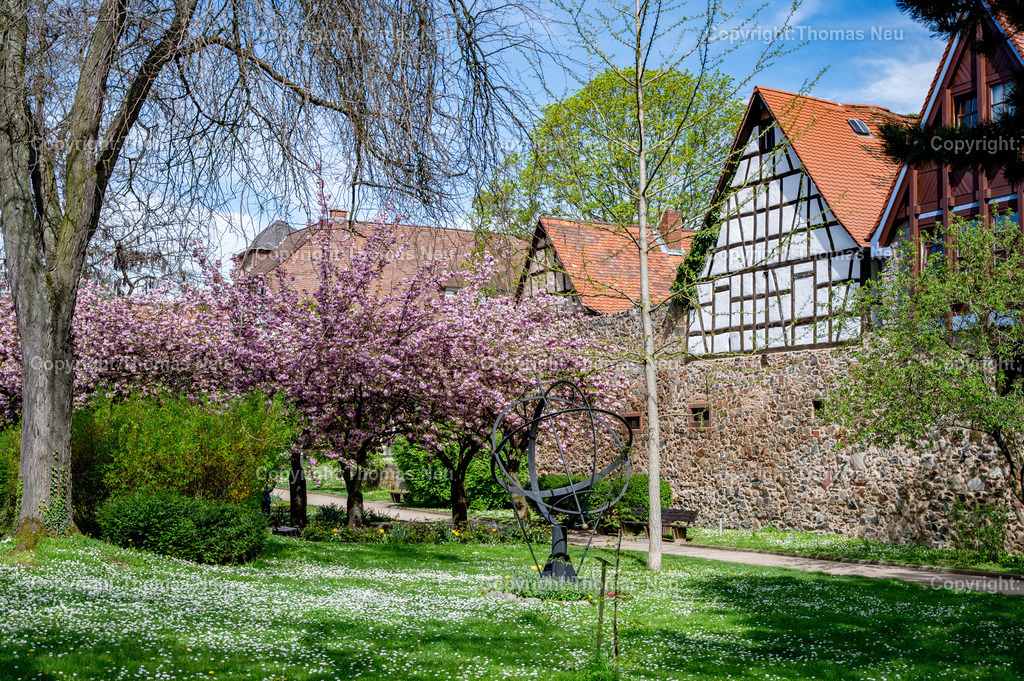 zwingenberg-stadtpark-bergstrasse-fruehling-altstadt-kirschbluete-hessen-Fotografie-Thomas-Neu-26 | Zwingenberg an der hessichen Bergstraße ist die älteste Stadt an der Bergstraße, mit einer wunderschönen Altstadt mit zahlreichen Fachwerkhäusern liegt unterhalb des Melibokus,hier im Frühling wenn im Stadtpark zahlreiche Bäume und Sträücher blühen und einen besondern Zauber ausüben,  Das Motiv vermittelt die ruhige, idyllische Atmosphäre der Region und ist ideal als Wandbild für Wohnräume, Büros oder Praxen geeignet. Bild: Thomas Neu