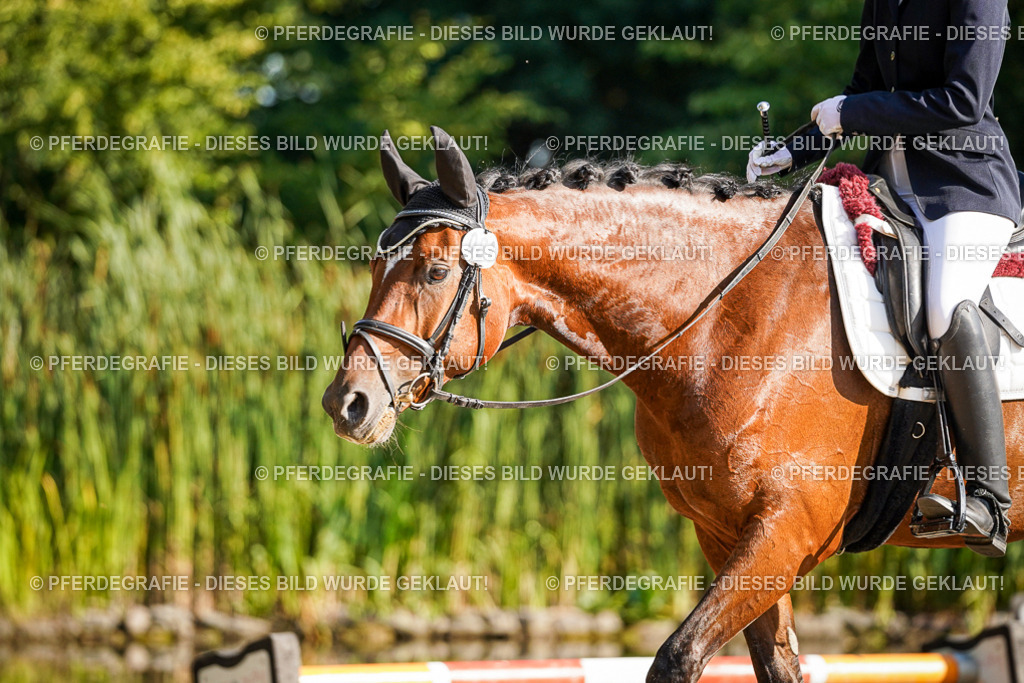 DSC09286 | Pferdegrafie