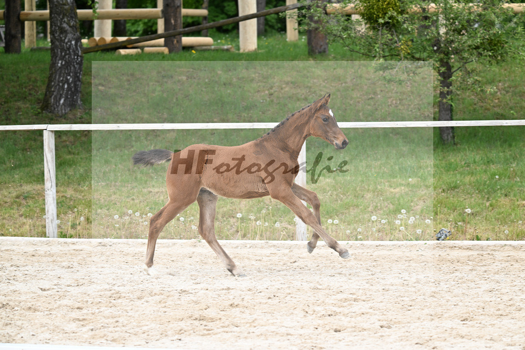 Kat-Nr. 8 SF Cape Calidus x Clearway_Gut Kaltental_24260889 | hf-fotografie - Realisiert mit Pictrs.com