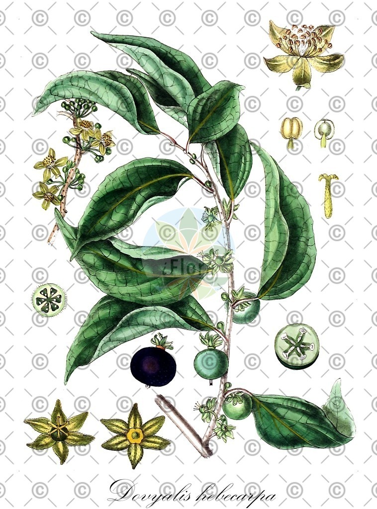 HistAbb_EMP_14170_5_SIMPLE | Historische Abbildung von Dovyalis hebecarpa - Salicaceae | Historical Illustration of Dovyalis hebecarpa - Salicaceae