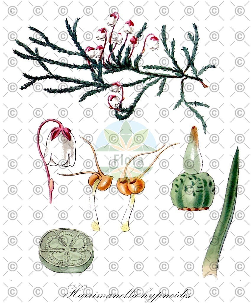 HistAbb_wfo-0000715903_1_ENZY_Simple | Historische Abbildung von Harrimanella hypnoides - Ericaceae | Historical Illustration of Harrimanella hypnoides - Ericaceae