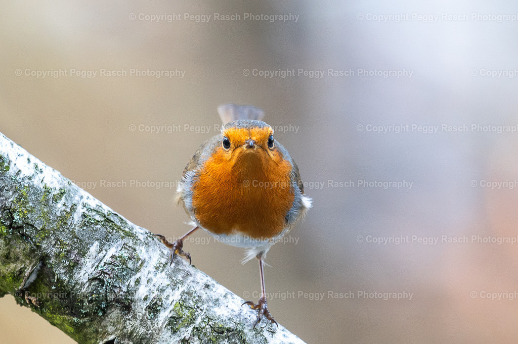 Rotkehlchen | Rotkehlchen - Realisiert mit Pictrs.com