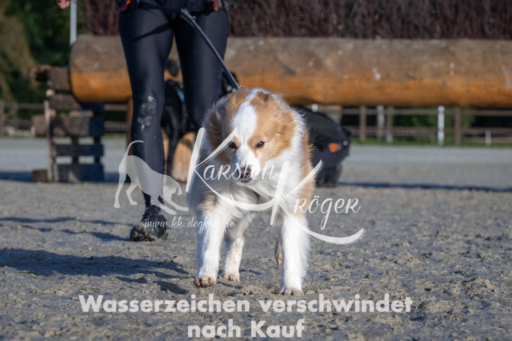 1009-_ZZ90377 | kk-dogfotos