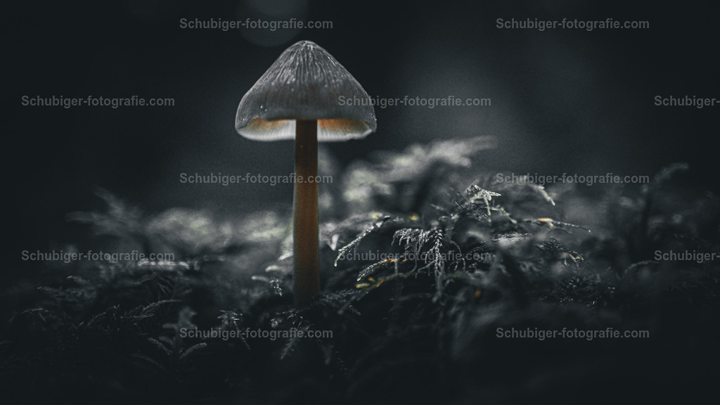 Helmling im Mystischen Licht | Helmling im Mystischen Licht - Realisiert mit Pictrs.com