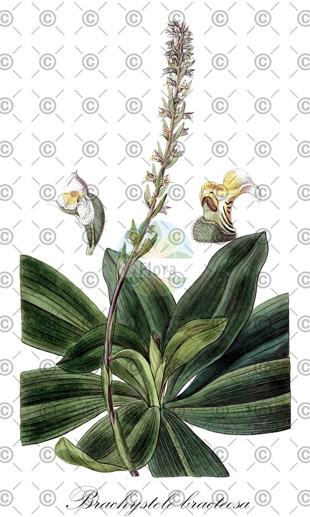 HistAbb_wfo-0000746166_1_ENZY_Simple | Historische Abbildung von Brachystele bracteosa - Orchidaceae | Historical Illustration of Brachystele bracteosa - Orchidaceae