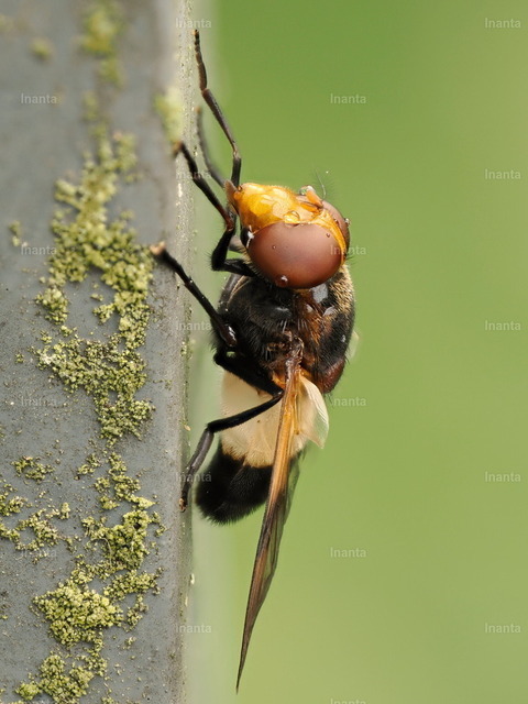 Gemeine Waldschwebfliege (Volucella pellucens) | Die Gemeine Waldschwebfliege (Volucella pellucens) ist eine 12–18 mm große, plumper gebaute Schwebfliege mit charakteristischem elfenbeinweißem zweiten Hinterleibssegment. Sie gehört zur Familie der Schwebfliegen und wird vor allem an Waldrändern und auf Blüten beobachtet. –  – The White-banded Drone Fly (Volucella pellucens) is a 12–18 mm robust hoverfly with a characteristic ivory-white second abdominal segment. It belongs to the hoverfly family and is commonly found along forest edges and on flowers. - Realisiert mit Pictrs.com