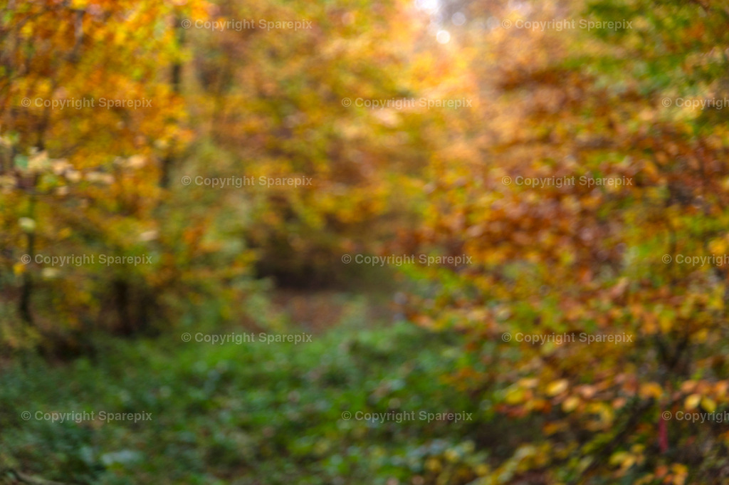 CRO_Autumn_Forest22_Bokeh | sparepix - Realisiert mit Pictrs.com