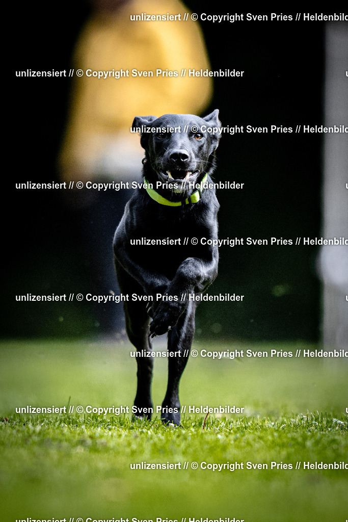 Sven Pries | 2025-10-03 - Hunderennen Obergrombach - Realisiert mit Pictrs.com