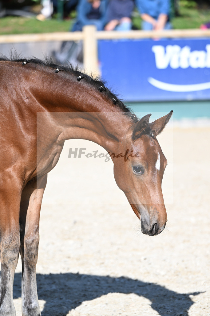 Fohlenauktion Next Chance_49220401 | hf-fotografie - Realisiert mit Pictrs.com