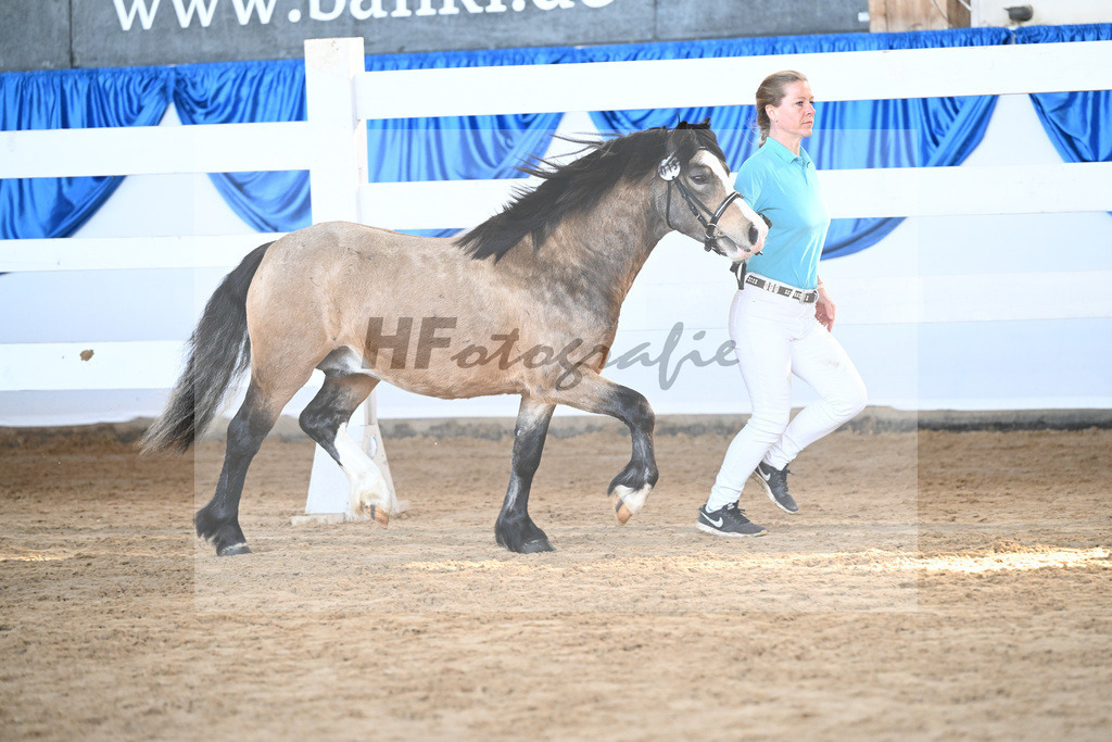 Kat-Nr. 15 Leybucht Bavarian Bailey v. Penymorfa Bailey_Nieberle_9260395 | hf-fotografie - Realisiert mit Pictrs.com