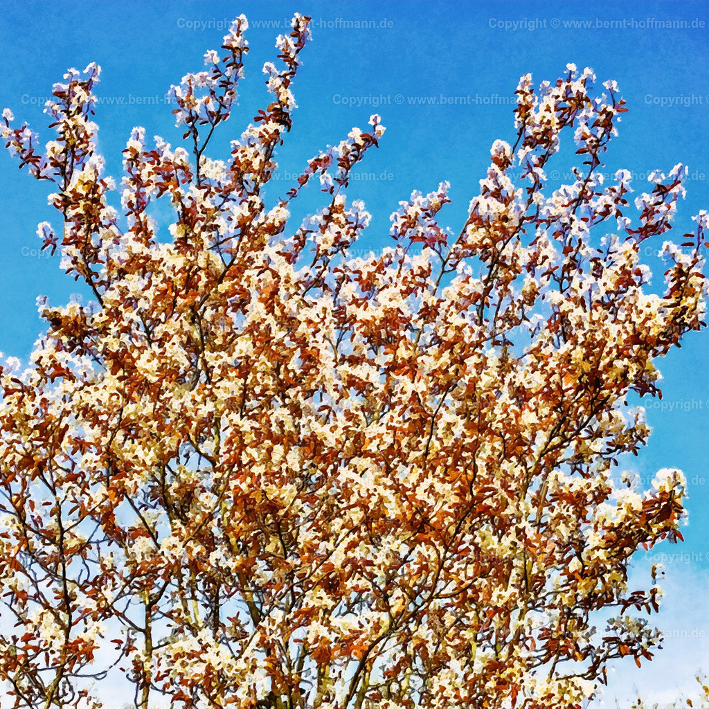 PDM2_2591_Felsenbirne_140x140 | DIGITALKUNST. Felsenbirne. __ Blühende Zweige der Felsenbirne vor wolkenlosem Himmel. __ Format = Quadrat. Seitenverhältnis = 1 zu 1 - Realisiert mit Pictrs.com