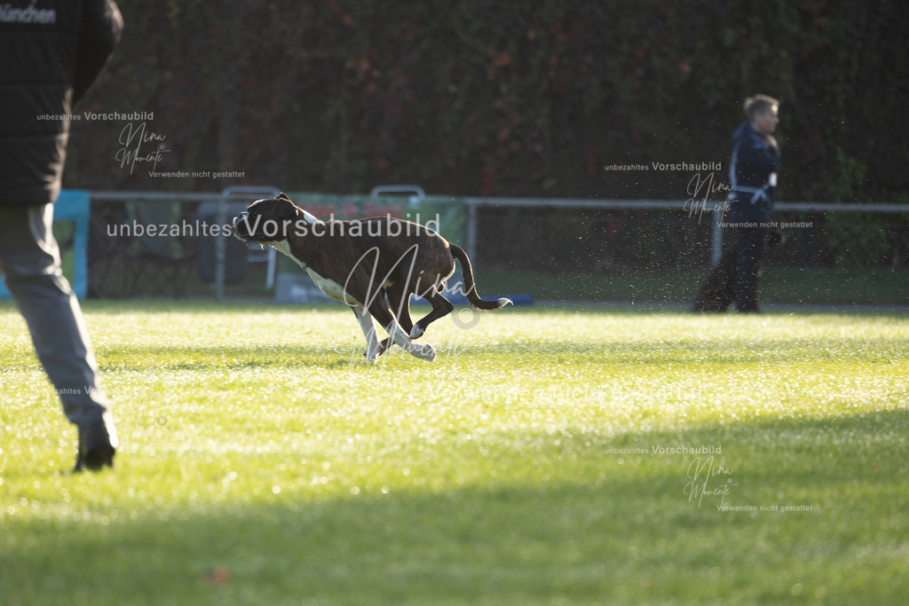 _16A6146 | Einzigartige Fotos von Hunden & Menschen –Actionfotos, Portraits, Vereinsaufnahmen & Paarshootings – authentisch, lebendig & mit Herz.