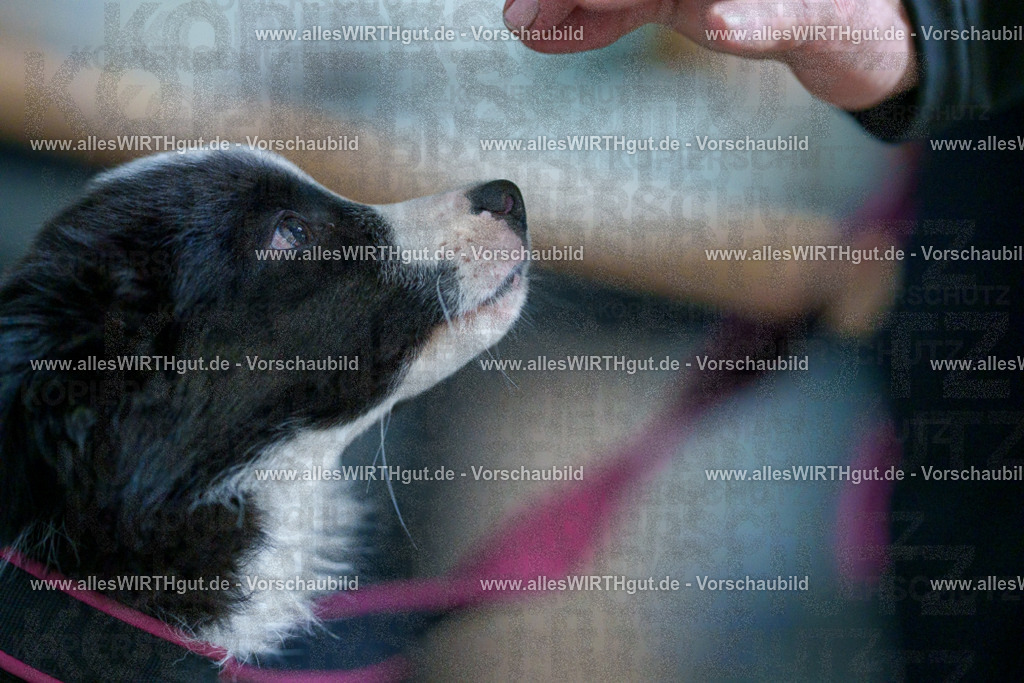 @allesWIRTHgut_Tierfotografie - www.allesWIRTHgut.de - 2604251329-7R503724 | Professionelle Tierfotografie in Mönchengladbach von Daniel Wirth (allesWIRTHgut). Liebevolle & natürliche Bilder von Hunden & Katzen für unvergessliche Erinnerungen.