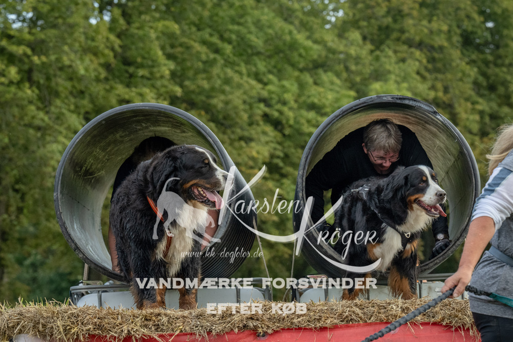 1100_ZZ93588 | kk-dogfotos