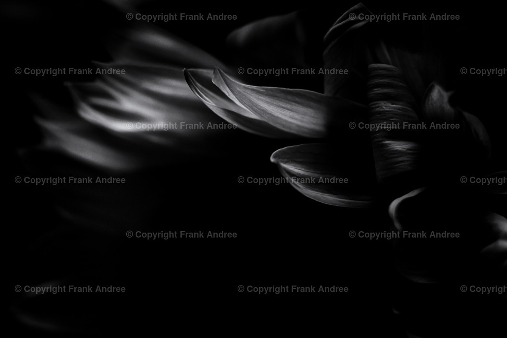 Nahaufnahme einer Sonnenblume | Blütenblätter einer Sonnenblume leuchten aus der Dunkelheit. Naturfotografie in schwarz und weiß. - Realisiert mit Pictrs.com