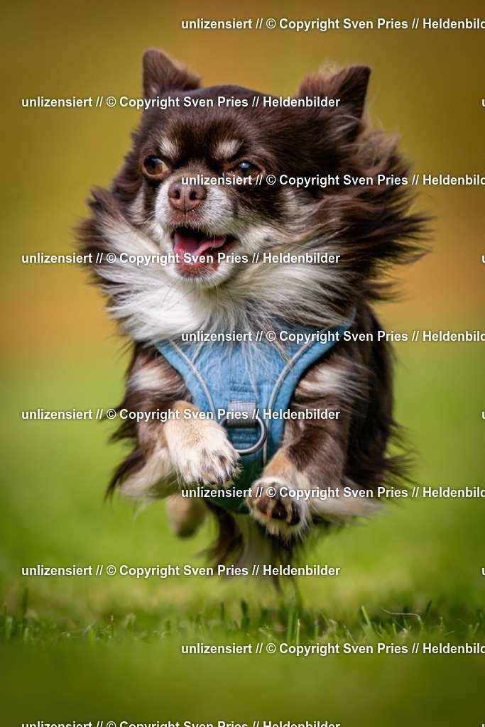 Sven Pries | 2024-09-22 - Hunderennen Baden-BadenPudelverein - Realisiert mit Pictrs.com