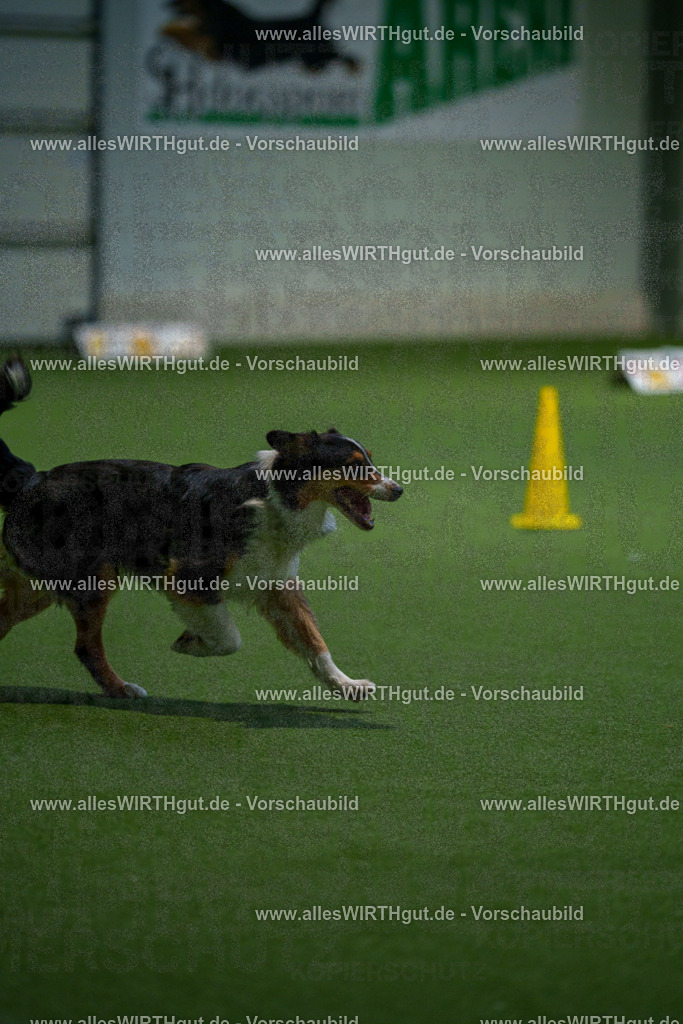 7R506972 | Professionelle Tierfotografie in Mönchengladbach von Daniel Wirth (allesWIRTHgut). Liebevolle & natürliche Bilder von Hunden & Katzen für unvergessliche Erinnerungen.