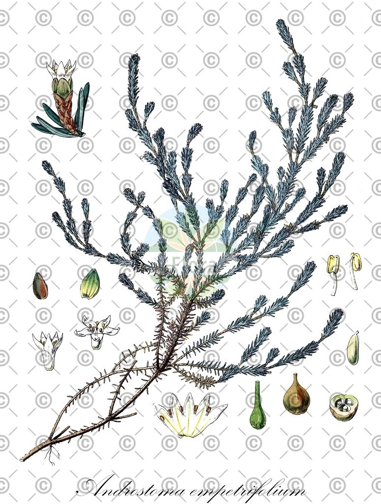 HistAbb_wfo-0000534962_1_ENZY_Simple | Historische Abbildung von Androstoma empetrifolium - Ericaceae | Historical Illustration of Androstoma empetrifolium - Ericaceae