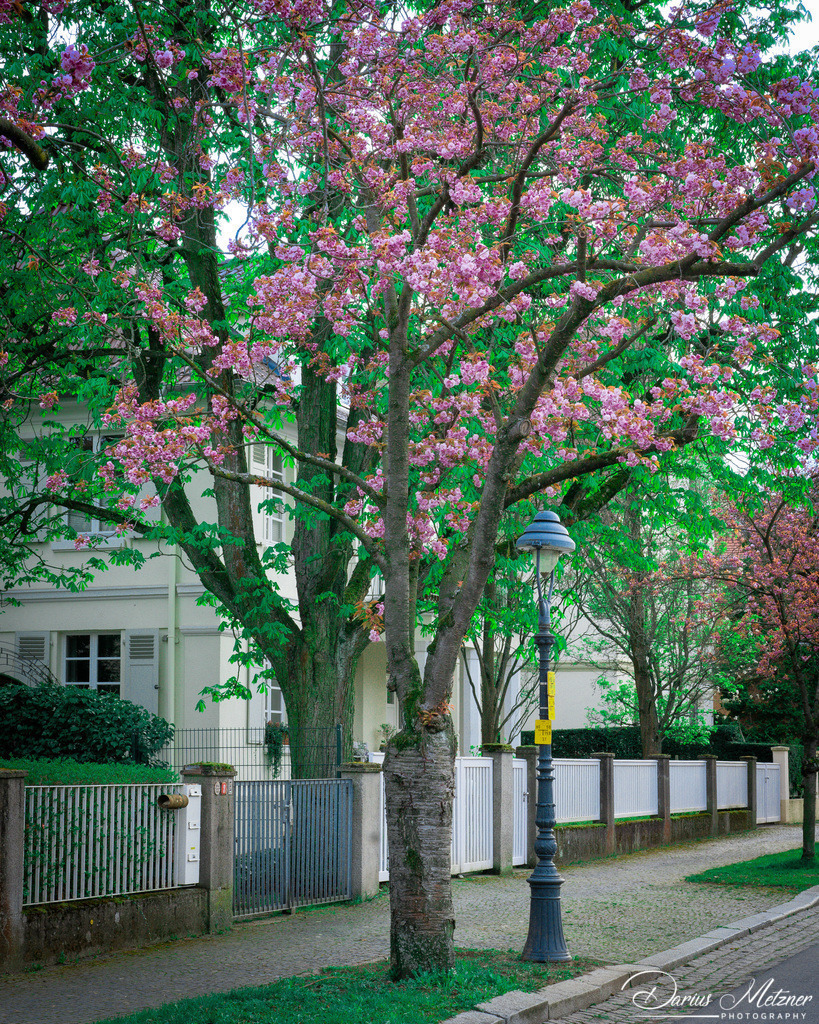 Die Ritterstrasse in Mainz | Die Ritterstrasse in Mainz