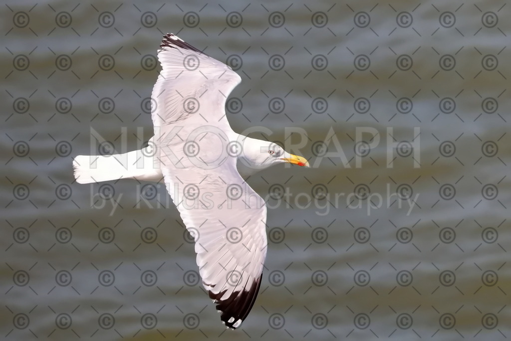 Möwe | Eine Möwe fliegt über der Nordsee.