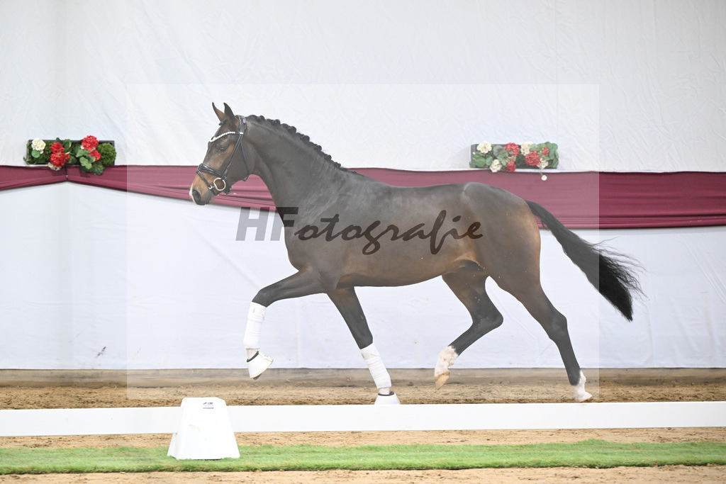 Kat-Nr. 70 Valdiviani x Fuerstenball_Joachim Weil_47252581 | hf-fotografie - Realisiert mit Pictrs.com