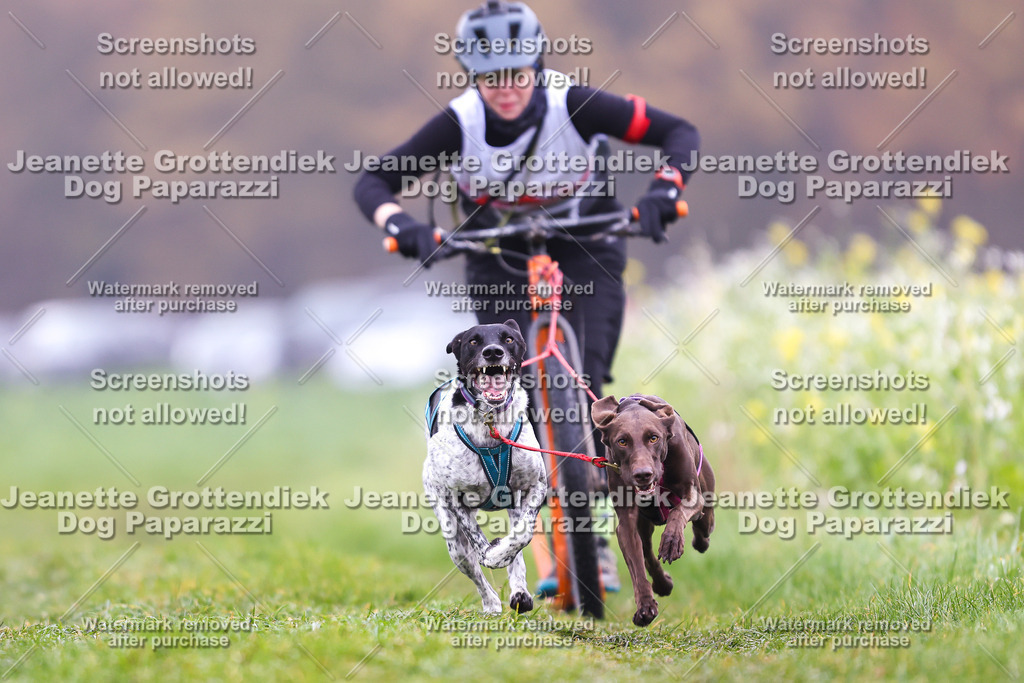 Dog Paparazzi - Visbeck 25 -92 | Dog Paparazzi Jeanette Grottendiek Fotografie & Videografie - Realisiert mit Pictrs.com