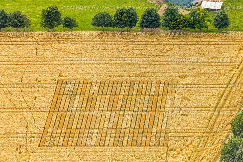 Warstein240713601Belecke | Luftbild, Spuren in der Landschaft, Muster in einem landwirtschaftlichen Feld am Haarweg, Belecke, Warstein, Sauerland, Nordrhein-Westfalen, Deutschland