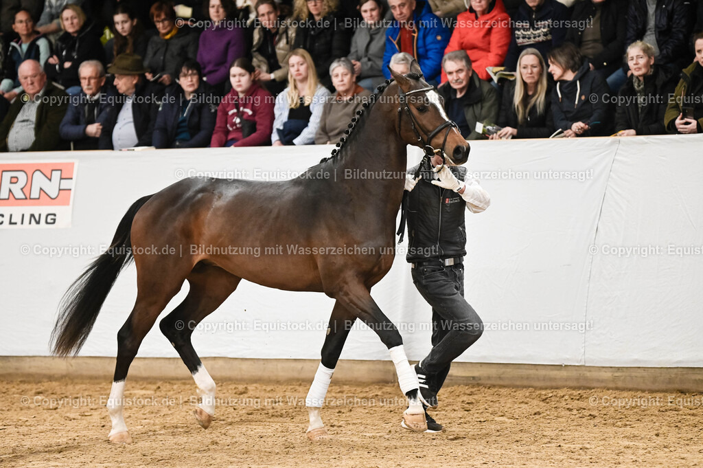 20260307_Hengstvorstellung-Marbach_0094 | equistock