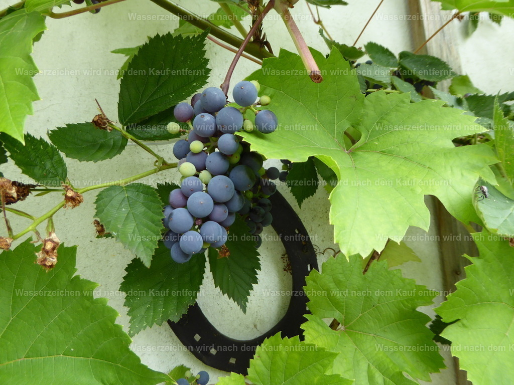 P1000123 | Entdecken Sie die faszinierende Welt von Norbert Michels: Surreale Kunstwerke, hochwertige Fotos, Leinwandbilder & Fotoprodukte wie Tassen mit bild7 - Realisiert mit Pictrs.com