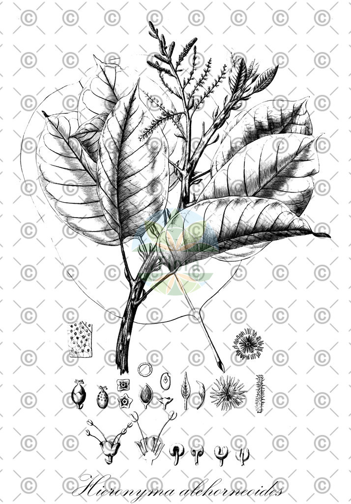 HistAbb_wfo-0001344825_1_ENZY_Simple | Historische Abbildung von Hieronyma alchorneoides - Phyllanthaceae | Historical Illustration of Hieronyma alchorneoides - Phyllanthaceae