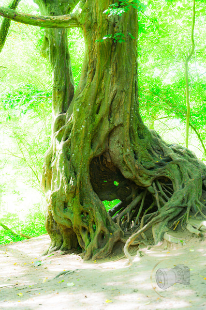 _DSC1459 | Shop für Prints Landschaftsfotografie Sächsische Schweiz Naturfotografie in Thüringen Fotos vom Findlingspark Nochten Kloster Sankt Marienstern Bilder Festung Königstein PanoramaRhododendronpark Kromlau FotogalerSchleswig-Holstein Küstenlandschaften