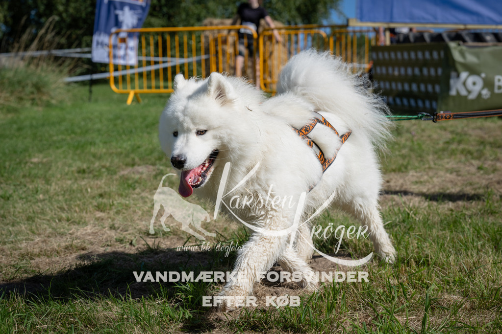 1056_ZZ99715 | kk-dogfotos