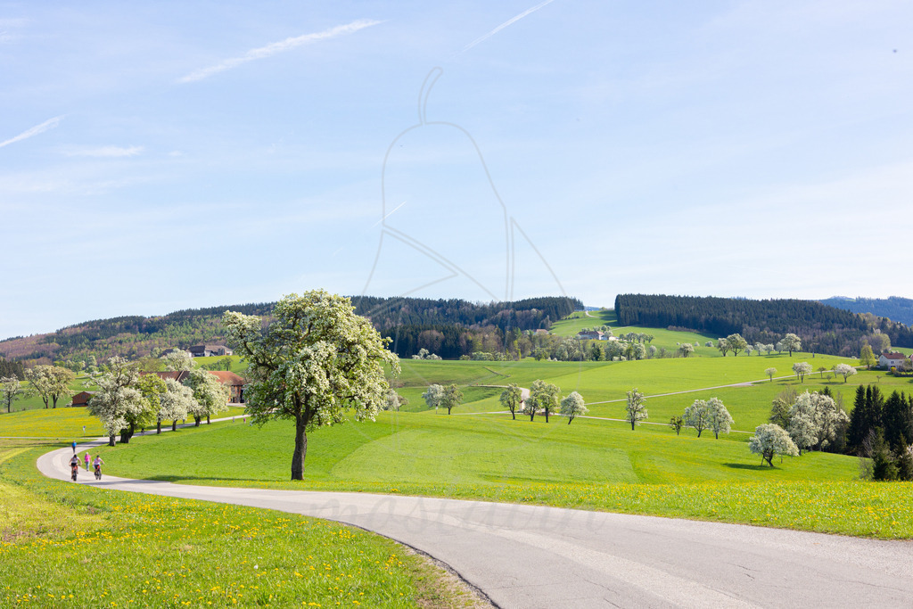 Birnbaumbluete_Mostviertel_2024_Mostdirn_Irmgard_Wieser-9085 | Ihre Fotografin im Lungau, ihre Fotografin im Mostviertel, Wandbilder Onlineshop, Imagefotos für Ihr Unternehmen,  - Realisiert mit Pictrs.com