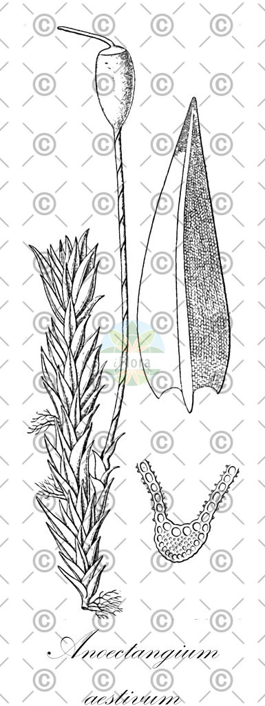 HistAbb_wfo-0001151316_1_ENZY_Simple | Historische Abbildung von Anoectangium aestivum - Pottiaceae | Historical Illustration of Anoectangium aestivum - Pottiaceae