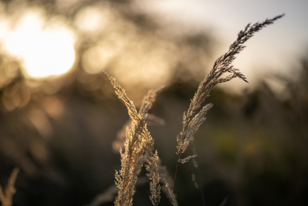 IMG_4776 | ehrlichefotos - Realisiert mit Pictrs.com