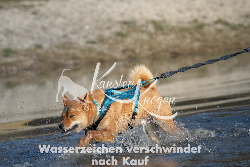 1503_ZZ91404 | kk-dogfotos