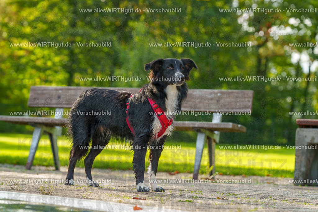 Hundeschwimmen_Grefrath_2026-allesWIRTHgut_Tierfotografie-09_51-7R502510 | Professionelle Tierfotografie in Mönchengladbach von Daniel Wirth (allesWIRTHgut). Liebevolle & natürliche Bilder von Hunden & Katzen für unvergessliche Erinnerungen.