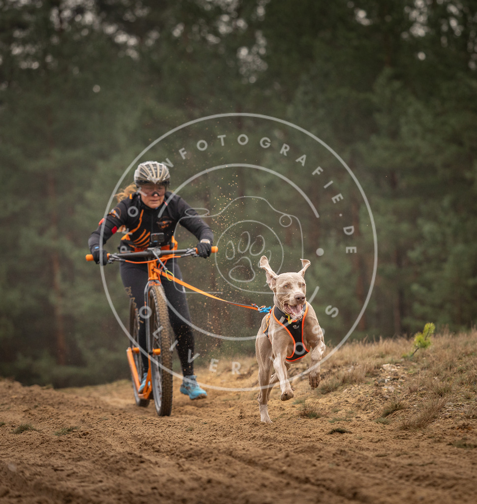 Pfotenfotografie_DV3A4946 | Hundefotografie, Tierfotograf, Pfotenfotografie, Fotoshooting Hund, Hunde Portrait, Hundesport, Hundeportraits, Heideshooting, Hunde, Sportfotograf, Hundefotograf, Turnierhundsport, THS,  - Realisiert mit Pictrs.com