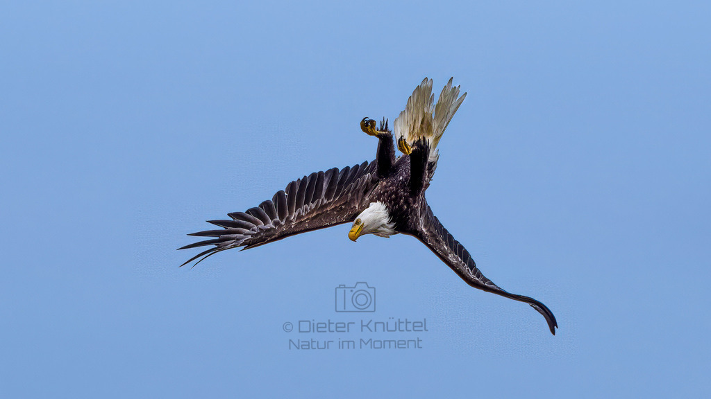 P1628527-Bearbeitet-2023-Bearbeitet-2023-Bearbeitet-2023-LR | Natur im Moment - Realisiert mit Pictrs.com