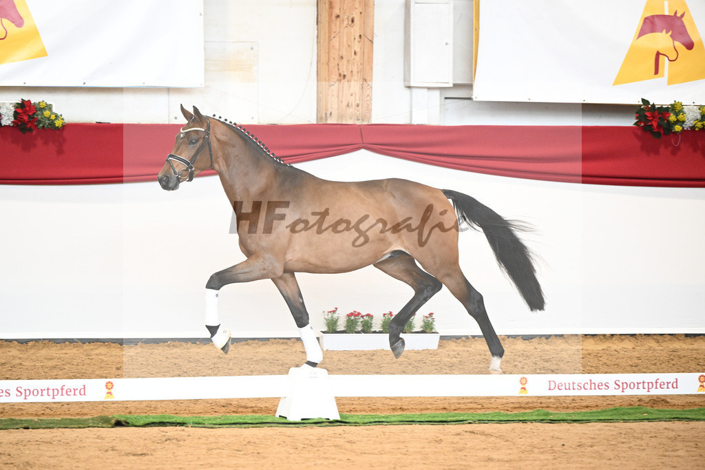 Kat-Nr. 32 Galaxy x Sungold_Lehner_43230420 | hf-fotografie - Realisiert mit Pictrs.com