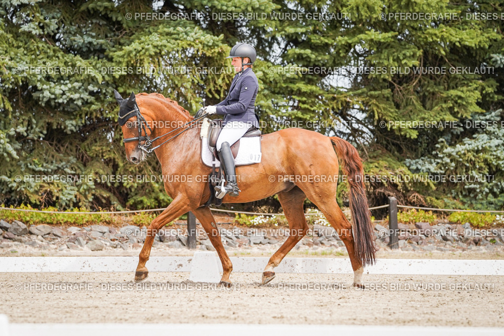 DSC04964 | Pferdegrafie