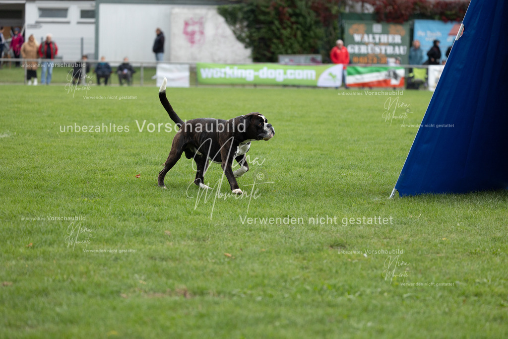_16A7098 | Einzigartige Fotos von Hunden & Menschen –Actionfotos, Portraits, Vereinsaufnahmen & Paarshootings – authentisch, lebendig & mit Herz.