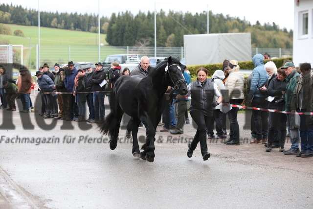 Sankt Märgen_2023_Körung_Pflastermusterung (95) | Alle Fotos der Reiterjournal Fotografin Doris Matthaes im Reiterjournal Online-Fotoshop. - Realisiert mit Pictrs.com