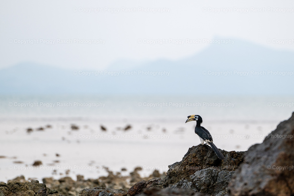 Thailand_Hornbills_2025 (16) | PeggyRaschPhotography - Realisiert mit Pictrs.com