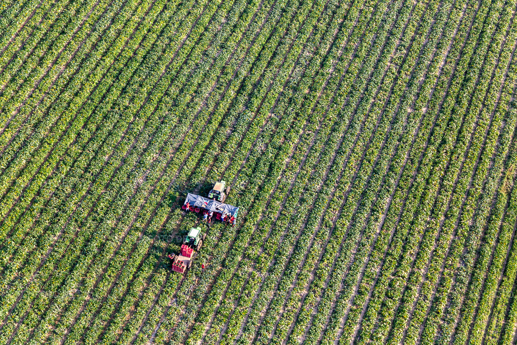 Luftbild: Gemüseernte in Kandel im Bundesland Rheinland-Pfalz in Deutschland. Foto: IMG_122143.jpg vom 11.08.2020 durch Werner Riehm/FLY-FOTO.de