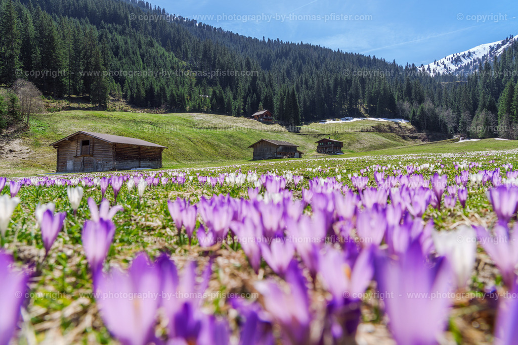 Märzengrund Stumm Krokusse Krokusblüte copyright  Thomas Pfister-12 | PHOTOGRAPHY BY THOMAS PFISTER