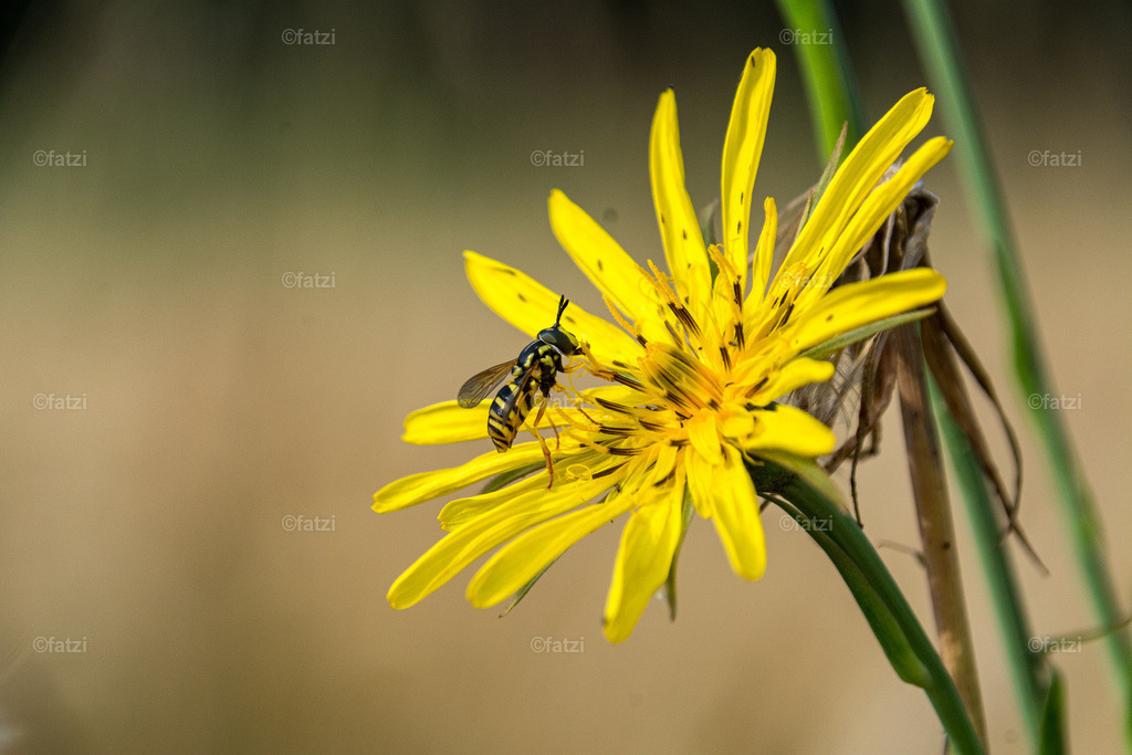 Weizenfeld__fatzi_081342-k | Fatzi Bilder-Archiv! 
Die Bilder sind für private Nutzung lizenzfrei. Die kommerzielle Nutzung ist möglich und erwünscht, jedoch bitte ich um vorherige Kontaktaufnahme per E-Mail (info@fatzi.at) oder unter +43 650 7828269 - Realisiert mit Pictrs.com