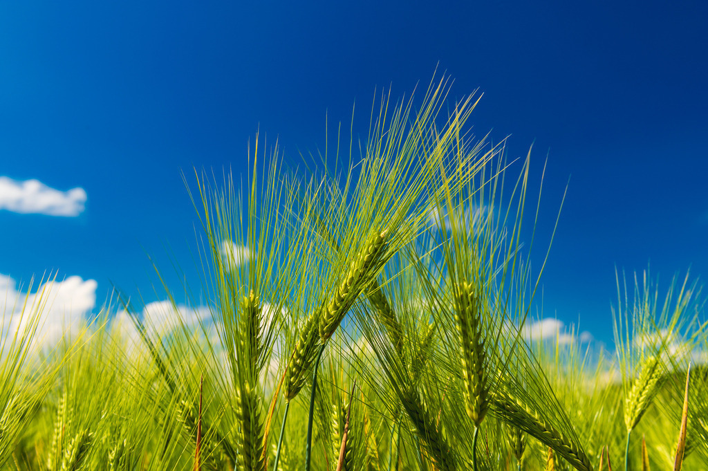 2024_05_26_GETREIDEFELD_MCP9242 | Hochwertig gedruckte Fotografien für die Wand, als Kalender und zum Verschenken. Hamburg & Norddeutschland und überall wo ich mit der Kamera unterwegs war.
