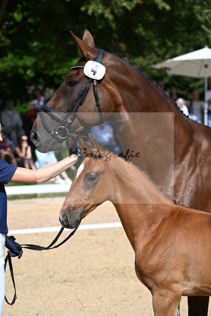 Kat-Nr. 4 HF Sezuans Donnerhall x Brentano II_Reuschlein_27230096 | hf-fotografie - Realisiert mit Pictrs.com